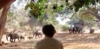 Charging Elephant Kruger National Park