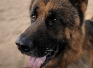 dumped-police-dogs-carte-blanche