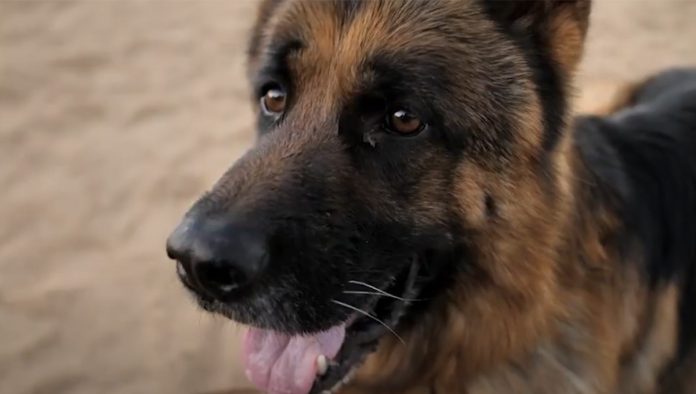 dumped-police-dogs-carte-blanche dumped-police-dogs-carte-blanche