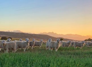 H&M Under Fire for Using Controversial Mohair from South Africa