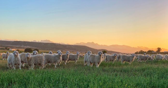 goats-mohair-South-Africa-H&M-iStock-1207939147 H&M Under Fire for Using Controversial Mohair from South Africa