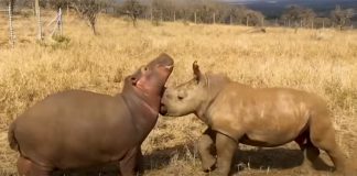 hippo-raised-by-rhinos