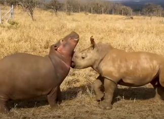 hippo-raised-by-rhinos