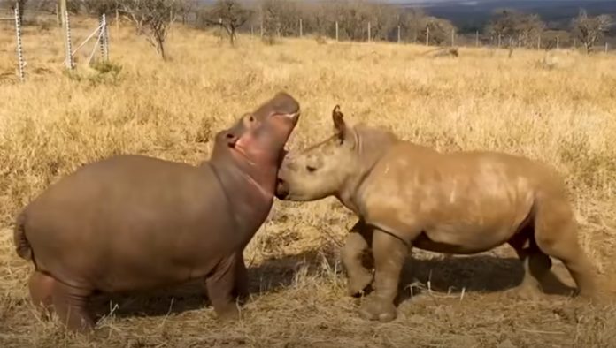 hippo-raised-by-rhinos