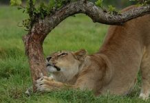 lions Kruger National Park