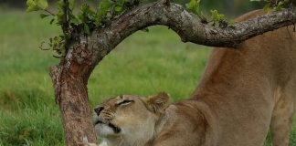 lions Kruger National Park