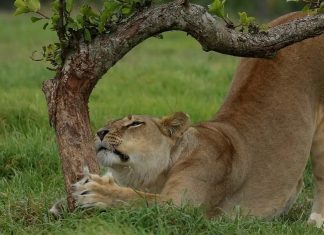 lions Kruger National Park