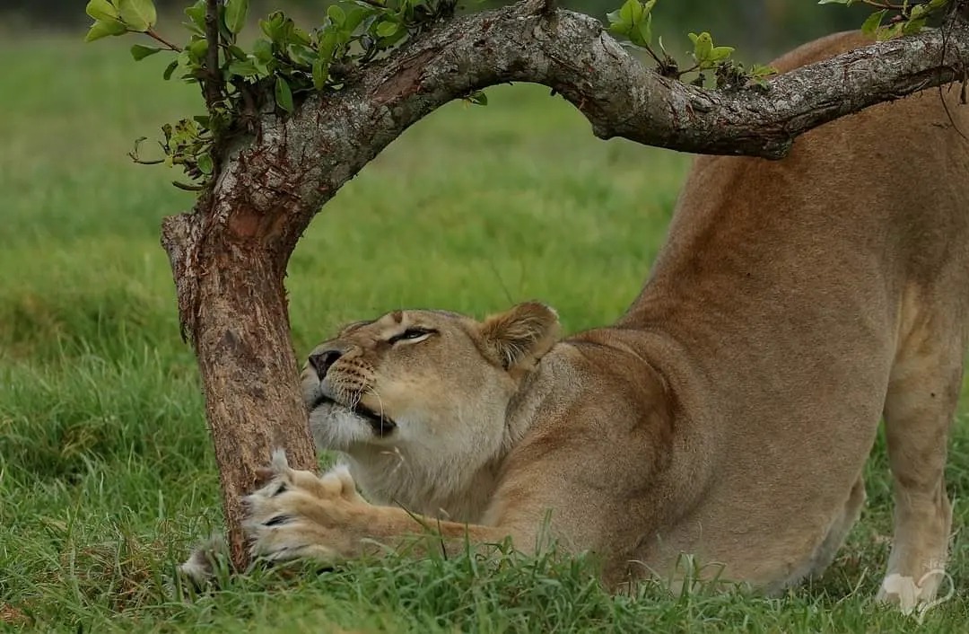 lions Kruger National Park