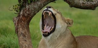 lion Kruger National Park