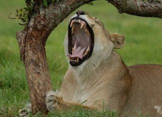 lion Kruger National Park