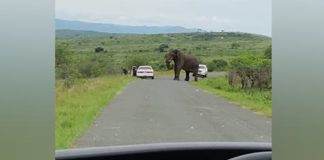 Passenger Jumps Out of Car to Flee Elephant on Safari in Hluhluwe-Imfolozi, KZN, South Africa