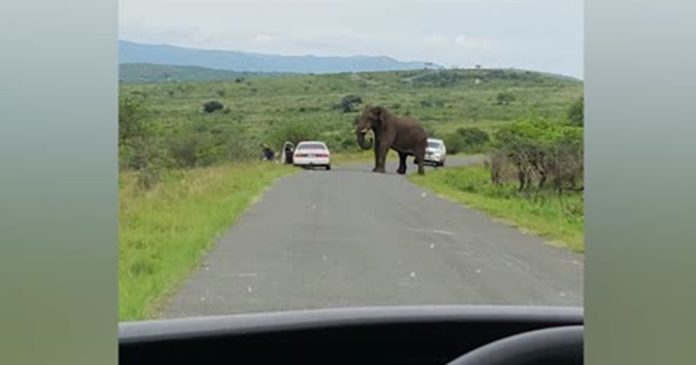 man-runs-from-elephant-in-the-bush-kzn-south-africa Passenger Jumps Out of Car to Flee Elephant on Safari in Hluhluwe-Imfolozi, KZN, South Africa