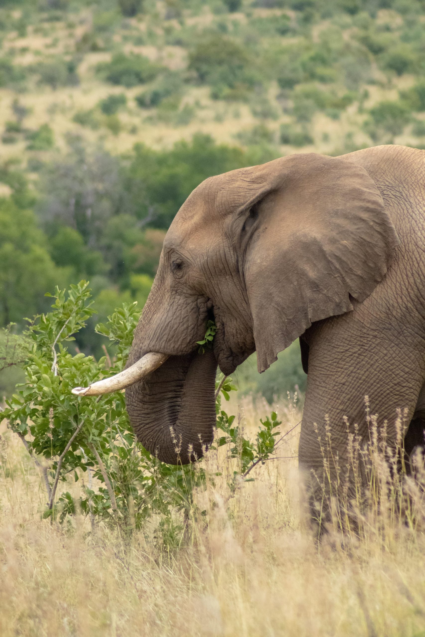 13 Reasons Why South Africa Should be Your Next Travel Destination