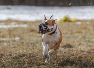 Pit Bull Attacks in South Africa Leave 3 Children Dead and a Mom Badly Injured