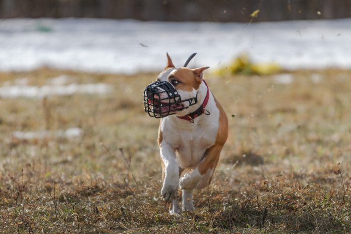 Pit Bull Attacks in South Africa Leave 3 Children Dead and a Mom Badly Injured Pit Bull Attacks in South Africa Leave 3 Children Dead and a Mom Badly Injured