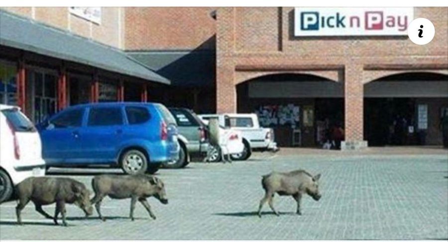 Hoedspruit We know it's cute when the warthogs go into Pick 'n Pay