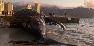 Shark Alert Issued After Large Whale Carcass Washes Ashore in Cape Town