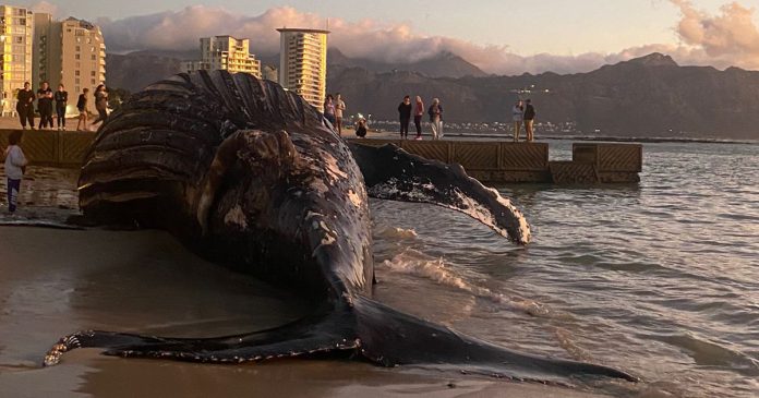 whale-stranded-strand-th Shark Alert Issued After Large Whale Carcass Washes Ashore in Cape Town