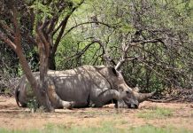 Kruger National Park Boosts Security for the Festive Season