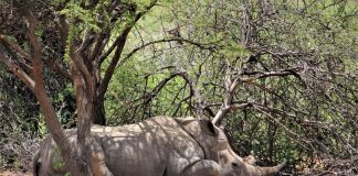 Kruger National Park Boosts Security for the Festive Season