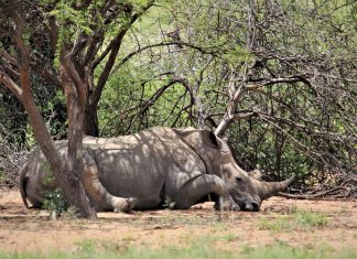 Kruger National Park Boosts Security for the Festive Season
