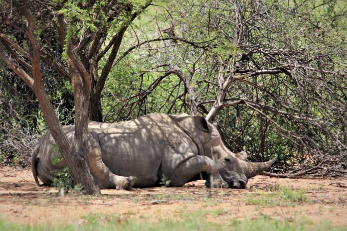 Kruger National Park Boosts Security for the Festive Season