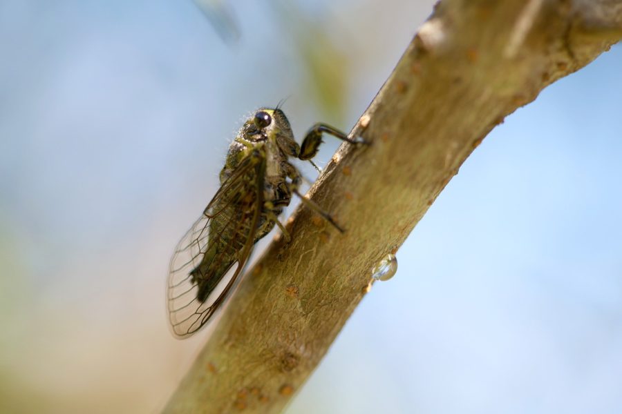Kruger Park Apologises for Overpowering Hum of Cicadas at Letaba Camp