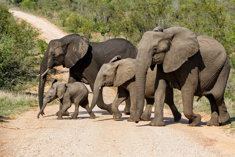 Ranger Severely Injured by Elephant in Kruger National Park