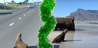SPCA rescues Cape Fur Seal