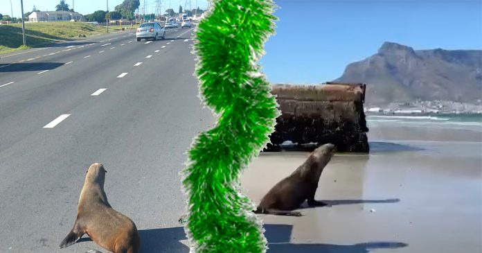 Cape-Fur-Seal-2-Christmas-Shopping-South-Africa SPCA rescues Cape Fur Seal