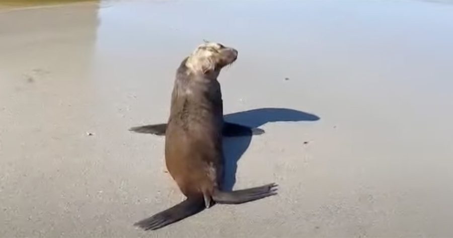 Santa the Seal Cape Town rescue