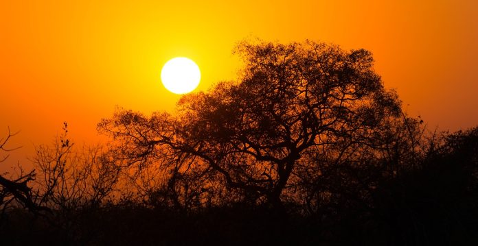 Kruger National Park pix Former Kruger Rangers' Relatives Arrested for Involvement in Money Laundering