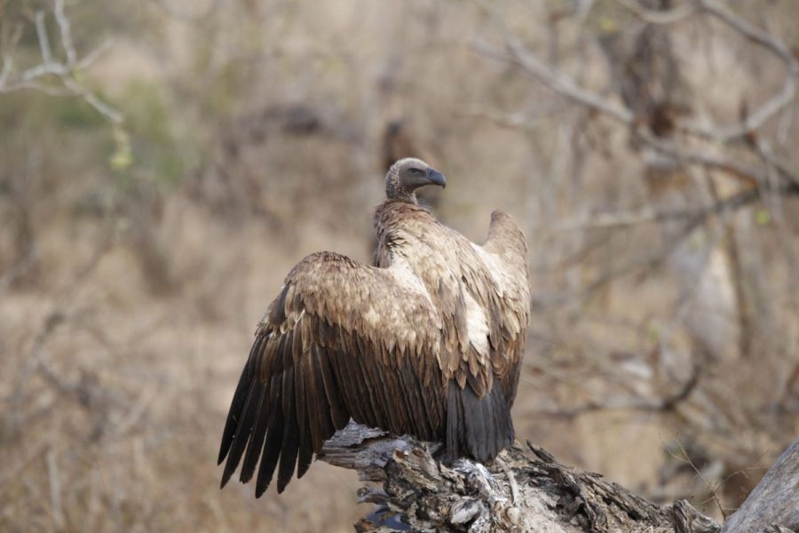 Photo by Wildlife ACT's Vulture Conservation Programme Manager, Anel Olivier