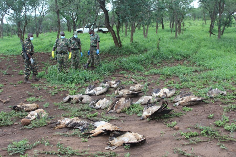 Photo by Wildlife ACT's Vulture Conservation Programme Manager, Anel Olivier3