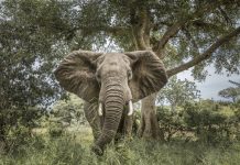 Kruger National Park elephant