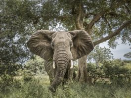 African bush elephant in Kruger National park, South Africa charging