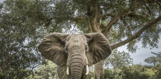 Kruger National Park elephant