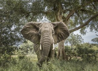 elephant