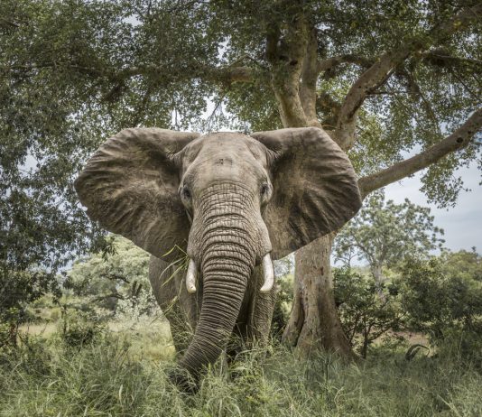Kruger National Park elephant