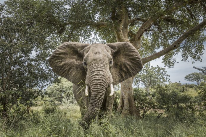 African bush elephant in Kruger National park, South Africa charging