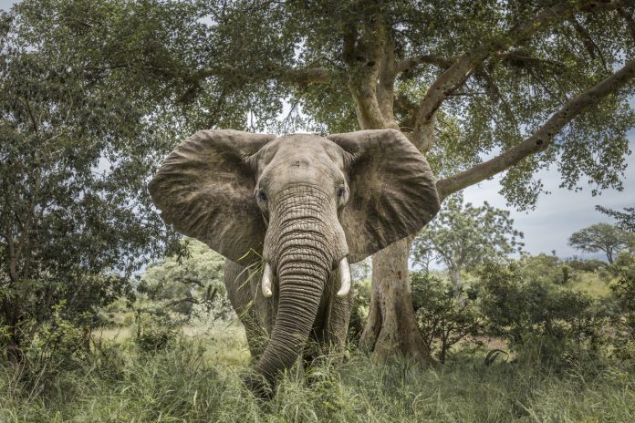Kruger National Park elephant elephant