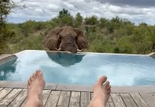 Wild Elephant Enjoys Swimming Pool Splash in South Africa