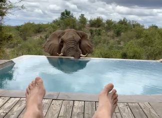 Wild Elephant Enjoys Swimming Pool Splash in South Africa