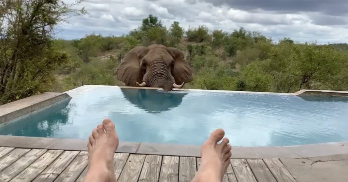 elephant-enjoys-swimming-pool-on-safari-south-africa Wild Elephant Enjoys Swimming Pool Splash in South Africa