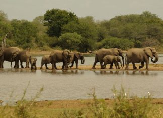 elephants-kruger-national-park