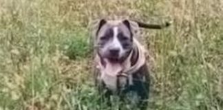 Concern Over Pit Bull Attacks
