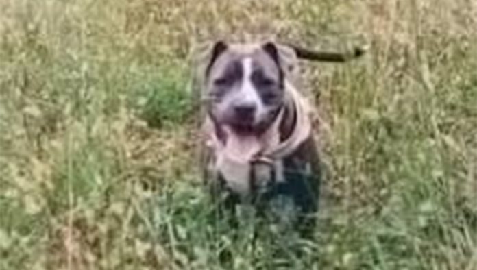 pitbull Concern Over Pit Bull Attacks