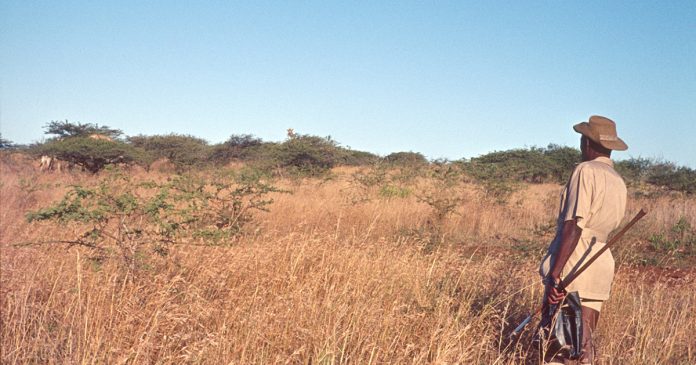 safari-field-rangers-Kruger-National-Park-iStock-804724492 Skukuza Field Rangers Sentenced to Seven Years in Prison