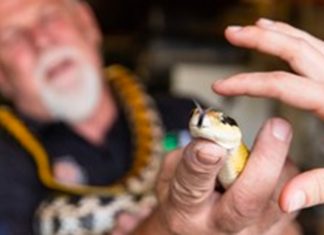 Snake Handler Has Caught TWICE As Many Snakes This Season in Western Cape