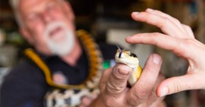 snake-handler-Western-Cape-south-Africa Snake Handler Has Caught TWICE As Many Snakes This Season in Western Cape